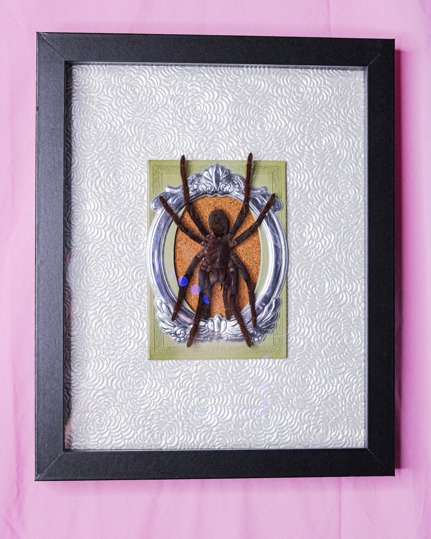 Tarantula shadowbox