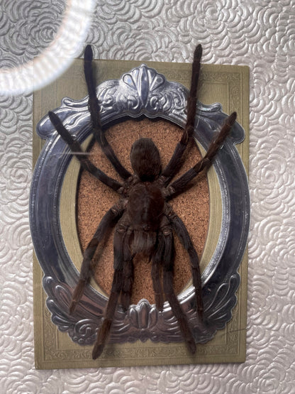 Tarantula shadowbox